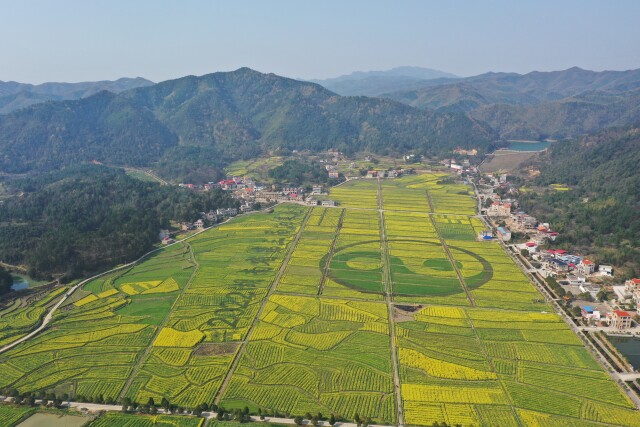 大力推进油菜产能提升工程 16个县市区实施油菜病虫害绿色防控项目