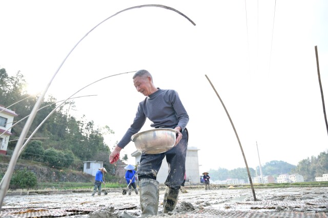 湖南省早稻集中育秧1350万亩