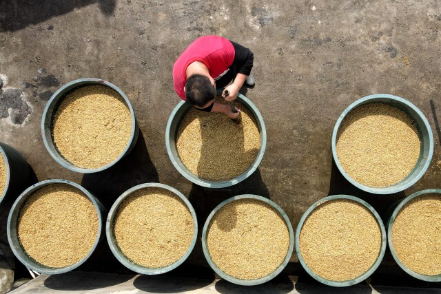 湖南省早稻集中育秧1350万亩