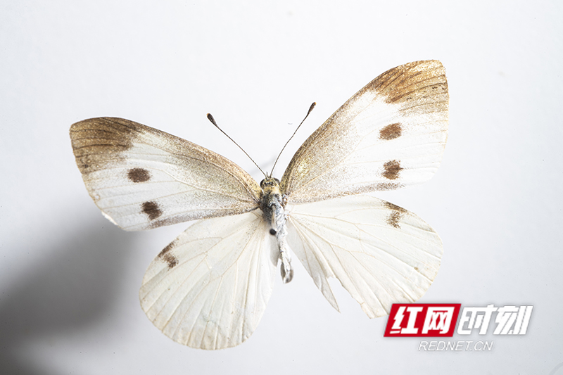 46BAAD47-56DD-4857-88D4-74CA0A182915.jpeg 46BAAD47-56DD-4857-88D4-74CA0A182915.jpeg