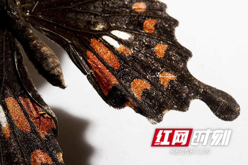 7DC12C7C-6C12-4661-8FB6-800B71E31EC4.jpeg 7DC12C7C-6C12-4661-8FB6-800B71E31EC4.jpeg