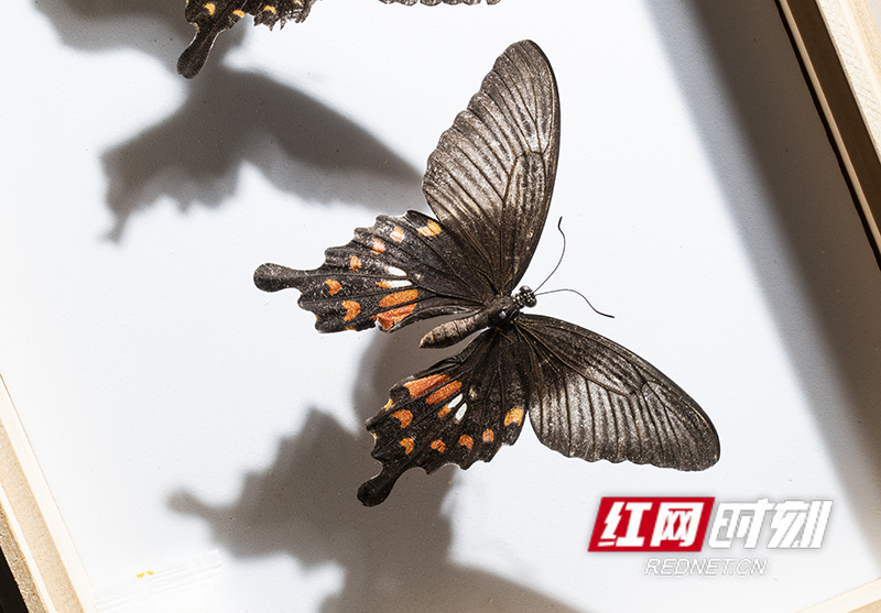 C3115557-0786-4DD0-AD18-2539627A9B79.jpeg C3115557-0786-4DD0-AD18-2539627A9B79.jpeg