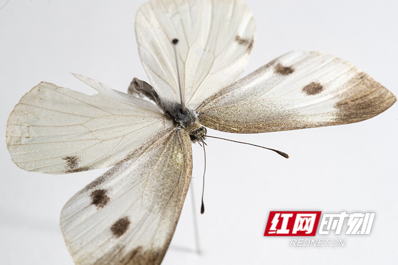 C6FFEE0B-4F62-48F3-BBC8-E0FDC954B1A2.jpeg C6FFEE0B-4F62-48F3-BBC8-E0FDC954B1A2.jpeg