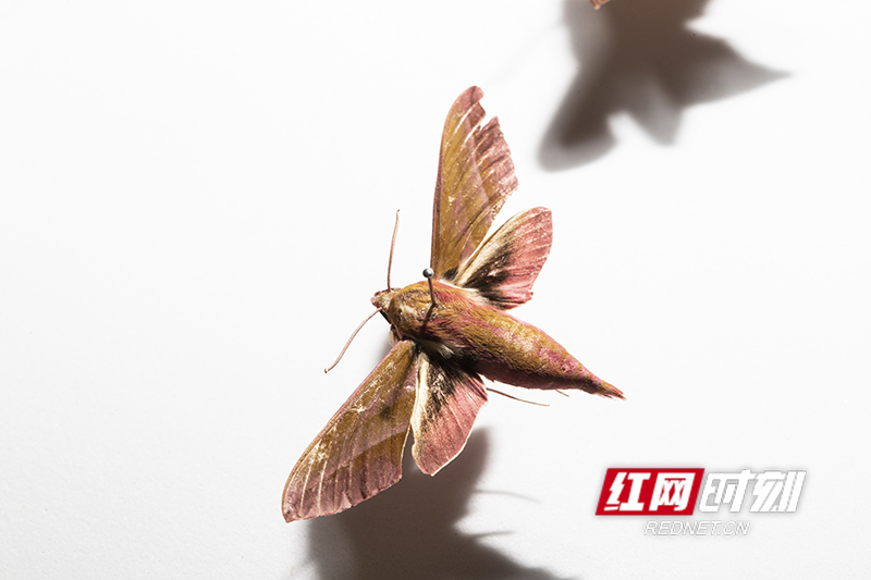 82A451DA-2236-40CE-9600-3B1E7B2B0302.jpeg 82A451DA-2236-40CE-9600-3B1E7B2B0302.jpeg