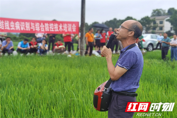 高级农艺师胡冬炎在田间讲解.jpg 高级农艺师胡冬炎在田间讲解.jpg