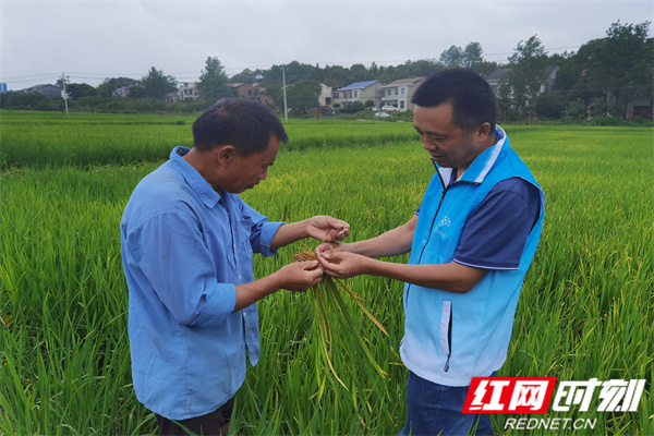 志愿者辅导村民识别病害.jpg 志愿者辅导村民识别病害.jpg