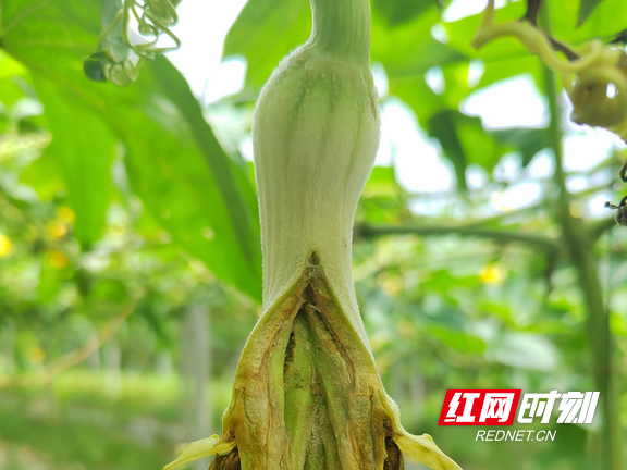 农技推广3.marked.png 农技推广3.marked.png